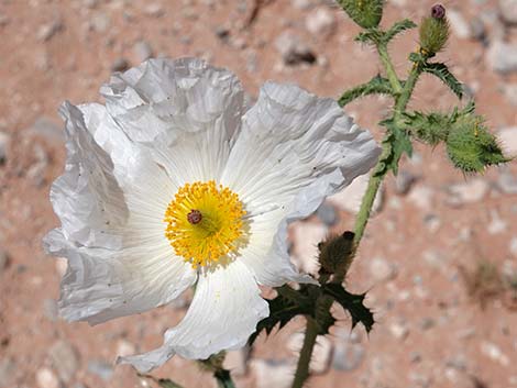 Flatbud Pricklypoppy (Argemone munita)