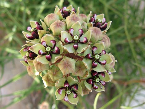 Spider Milkweed (Asclepias asperula)