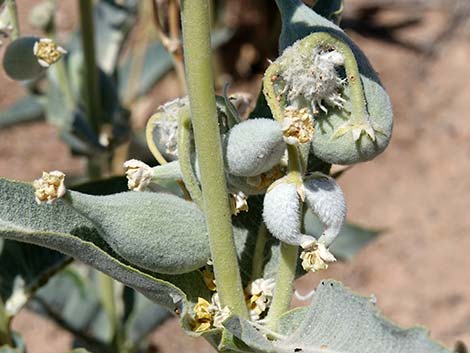 Desert Milkweed (Asclepias erosa)