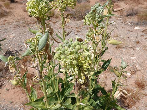 Desert Milkweed (Asclepias erosa)