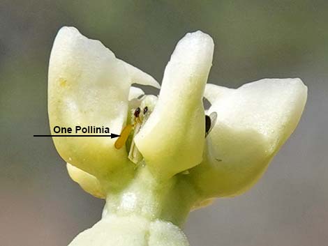 Desert Milkweed (Asclepias erosa)