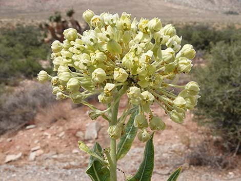 Desert Milkweed (Asclepias erosa)