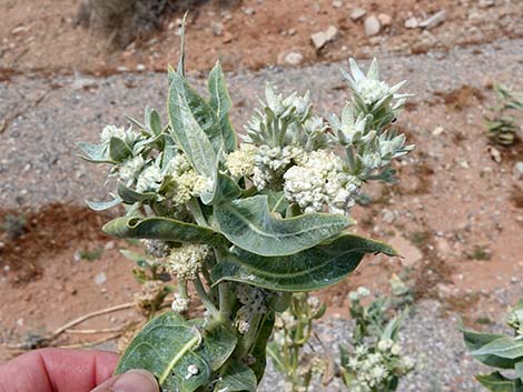 Desert Milkweed (Asclepias erosa)