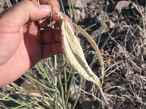 Rush Milkweed (Asclepias subulata)