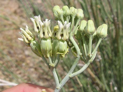 Rush Milkweed (Asclepias subulata)