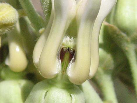 Rush Milkweed (Asclepias subulata)