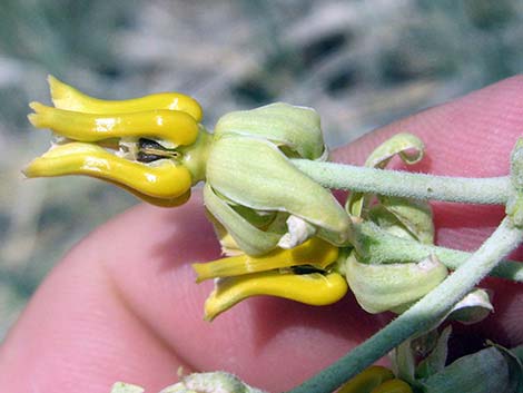 milkweed flowers