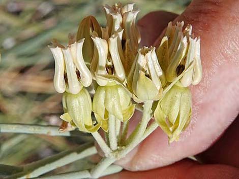 Rush Milkweed (Asclepias subulata)