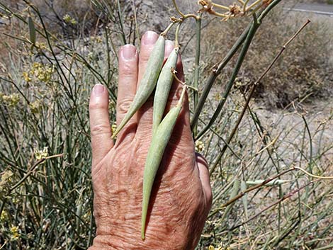 Rush Milkweed (Asclepias subulata)