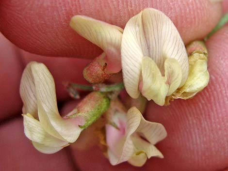 Clokey Milkvetch (Astragalus aequalis)