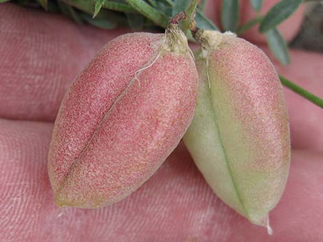 Clokey Milkvetch (Astragalus aequalis)