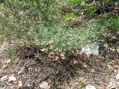 Clokey Milkvetch (Astragalus aequalis)