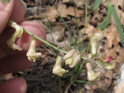 Clokey Milkvetch (Astragalus aequalis)