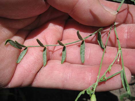 Clokey Milkvetch (Astragalus aequalis)