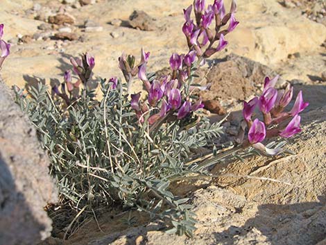 Crescent Milkvetch (Astragalus amphioxys)