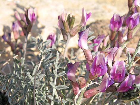 Crescent Milkvetch (Astragalus amphioxys)