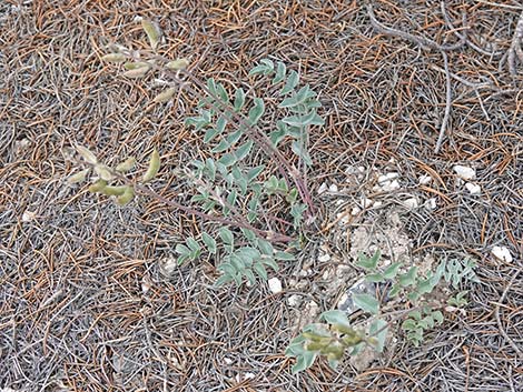 Minthorn's Milkvetch (Astragalus minthorniae)