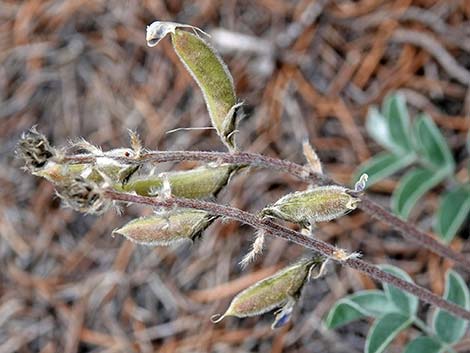 Minthorn's Milkvetch (Astragalus minthorniae)