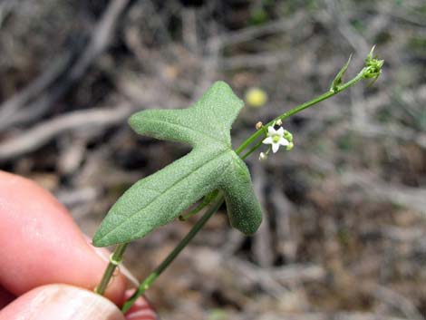 Desert Starvine (Brandegea bigelovii)