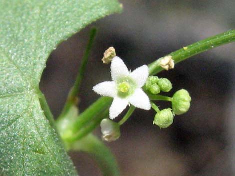 Desert Starvine (Brandegea bigelovii)