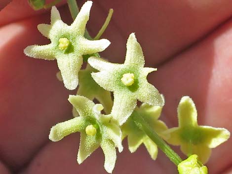 Desert Starvine (Brandegea bigelovii)