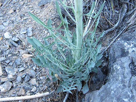 Thickstem Wild Cabbage (Caulanthus crassicaulis)