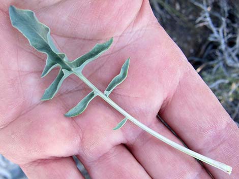 Thickstem Wild Cabbage (Caulanthus crassicaulis)