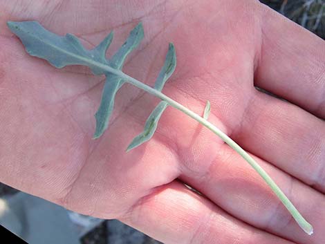 Thickstem Wild Cabbage (Caulanthus crassicaulis)