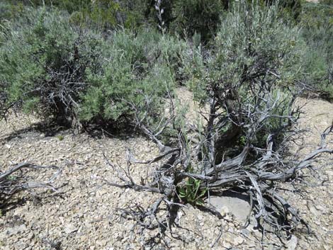 Thickstem Wild Cabbage (Caulanthus crassicaulis)