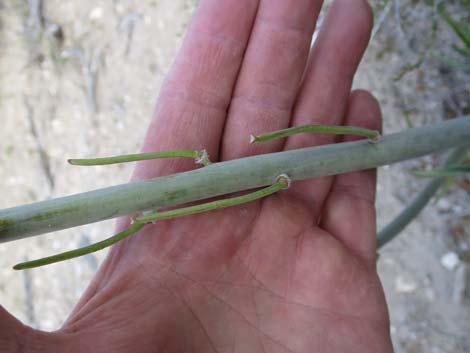 Thickstem Wild Cabbage (Caulanthus crassicaulis)