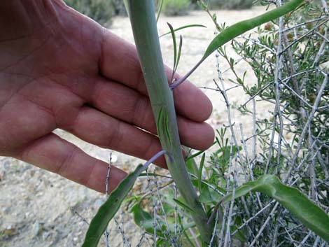 Thickstem Wild Cabbage (Caulanthus crassicaulis)