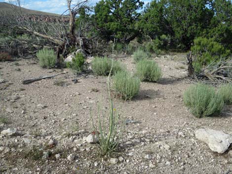 Thickstem Wild Cabbage (Caulanthus crassicaulis)