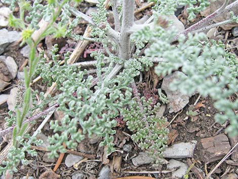 Douglas' Dustymaiden (Chaenactis douglasii)