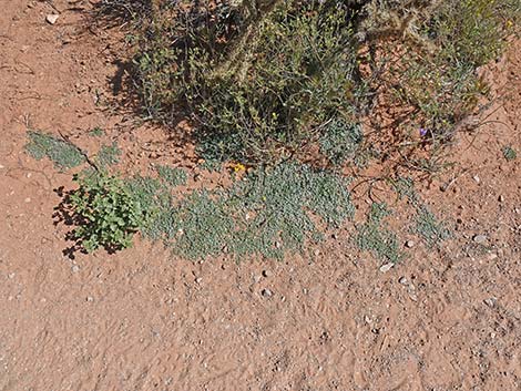 Whitemargin Sandmat (Chamaesyce albomarginata)