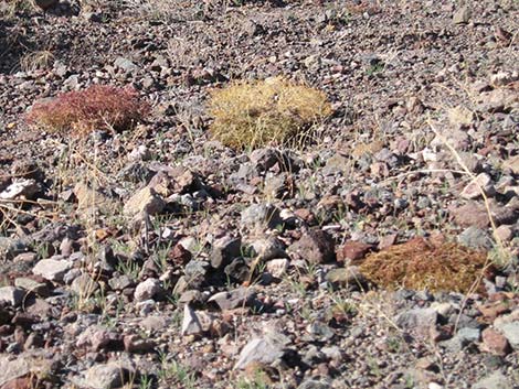 Sandmat (Chamaesyce)