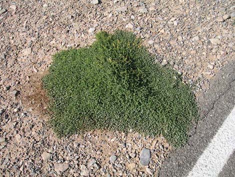 Sandmat (Chamaesyce)