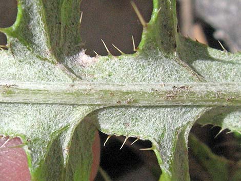 Arizona Thistle (Cirsium arizonicum)