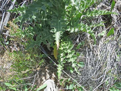 Mojave Thistle (Cirsium mohavense)