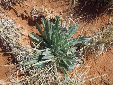 Virgin River Thistle (Cirsium virginensis)