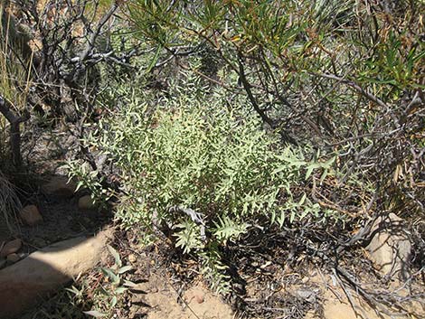 Bastard Toadflax (Comandra umbellata)