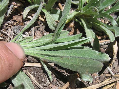 James' Cryptantha (Cryptantha cinerea)