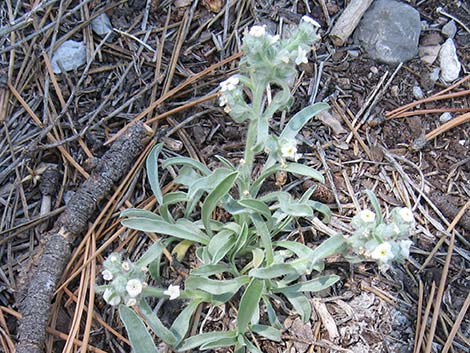 James' Cryptantha (Cryptantha cinerea)