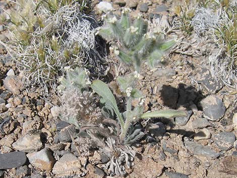 Virgin River Cryptantha (Cryptantha virginensis)