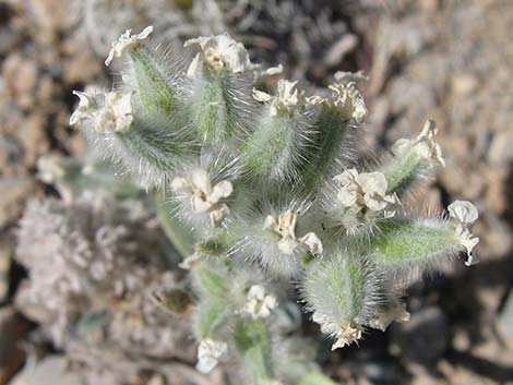 Virgin River Cryptantha (Cryptantha virginensis)