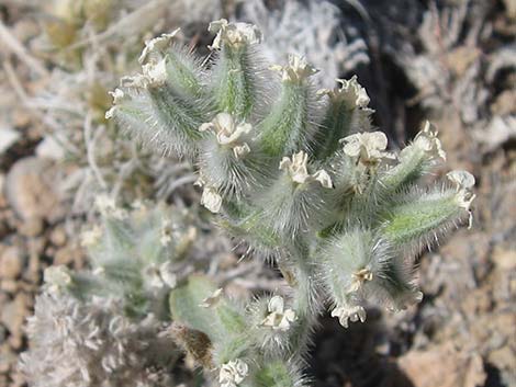 Virgin River Cryptantha (Cryptantha virginensis)