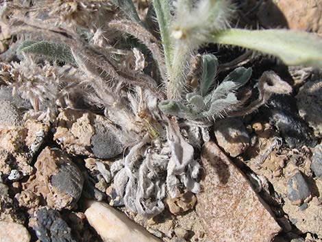 Virgin River Cryptantha (Cryptantha virginensis)