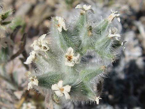 Virgin River Cryptantha (Cryptantha virginensis)