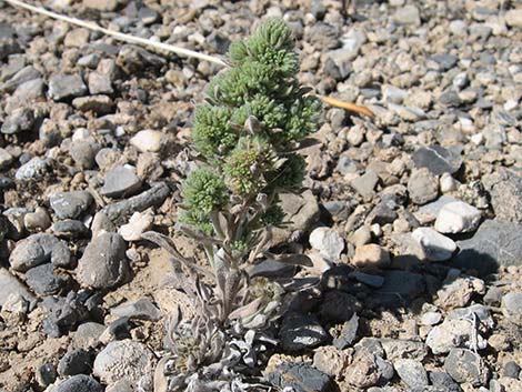 Virgin River Cryptantha (Cryptantha virginensis)