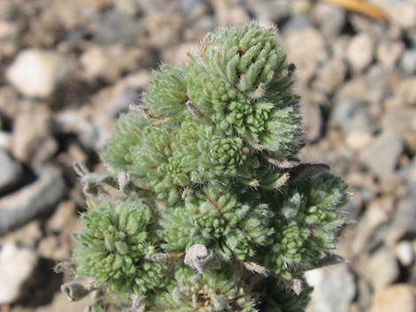 Virgin River Cryptantha (Cryptantha virginensis)