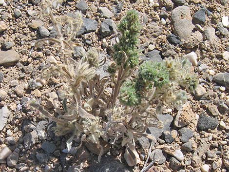 Virgin River Cryptantha (Cryptantha virginensis)